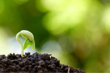 Seed_edited change and new things are growing